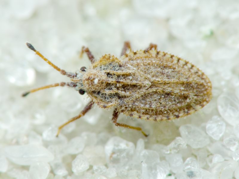 Lasiacantha capucina (Germar, 1837)